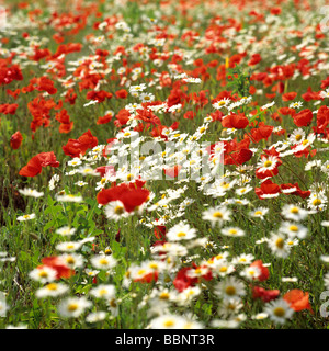 Colorato campo di fiori selvatici in fiore con papaveri rossi e margherite bianche sotto il cielo limpido Foto Stock