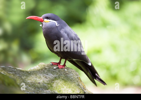 Inca Tern - Larosterna inca Foto Stock