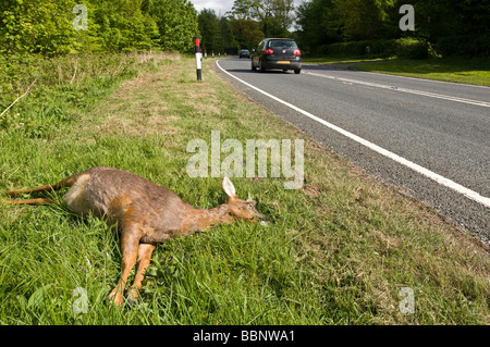 Morto un capriolo si trova sul lato di una trafficata strada statale Foto Stock