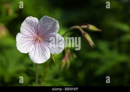 Geranium clarkei 'Kashmir White' Foto Stock