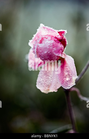 Coperto di brina Rosa 'Mortimer Sackler' syn 'Ausorts' Foto Stock