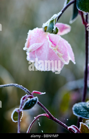 Coperto di brina Rosa 'Mortimer Sackler' syn 'Ausorts' Foto Stock