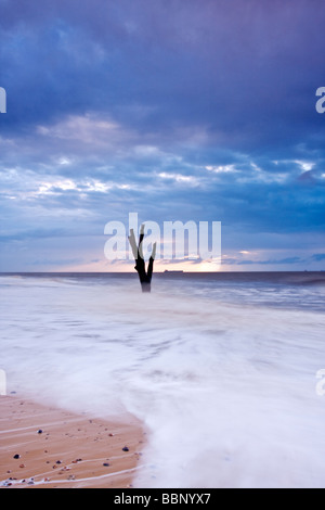 Albero morto in mare a Benacre sulla costa di Suffolk all'alba Foto Stock