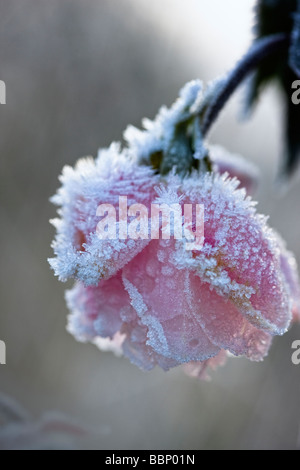 Coperto di brina Rosa 'Mortimer Sackler' syn 'Ausorts' Foto Stock