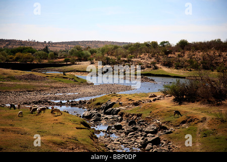 Paesaggio con fiume agnelli in una immagine di nostalgico ispira Deserto in pace splendidi orizzonti di vita selvaggia giornata di sole Foto Stock