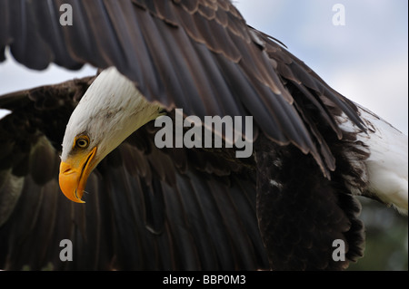 Close up di un American aquila calva in volo Foto Stock