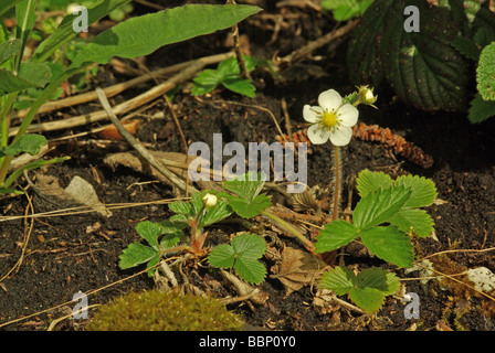 Wild fragola - Fragaria vesca Foto Stock