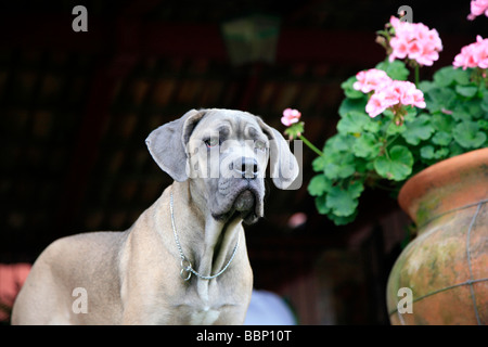 Femmina di cane corso adulto italiano antico cane di razza utilizzato per la difesa di lavoro Caccia fedele obbediente al proprietario forte ruggine sani Foto Stock