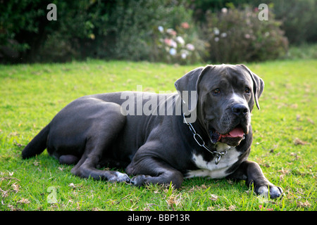 Maschio di cane corso adulto italiano antico cane di razza utilizzato per la difesa di lavoro Caccia fedele obbediente al proprietario forte rustico sano Foto Stock