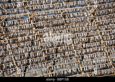 Righe di pesce secco appeso su bastoni di legno sulla riva del mare Foto Stock