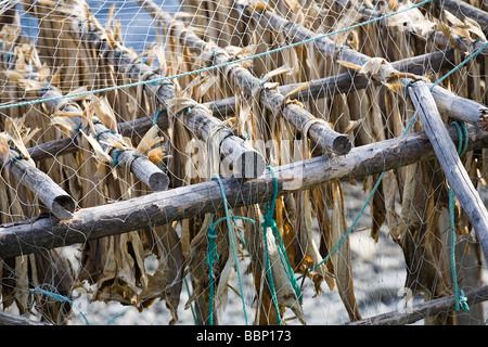 Closeup righe di pesce secco appeso su bastoni di legno sulla riva del mare Foto Stock