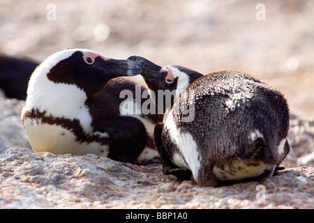 Pinguins di Cape town paio di Pinguini africani essiccazione su una roccia della spiaggia di Boulder colony Boulder Beach Foto Stock