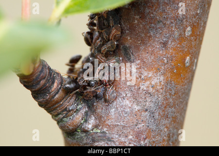 Nero Garden Ant (Lasius niger) psyllids mungitura (Cacopsylla pyri, chiamato psylla pera o pera europea sucker) Foto Stock
