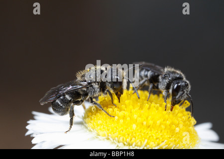 Heriades truncorum, una wild bee, seduti su fleabane. Foto Stock