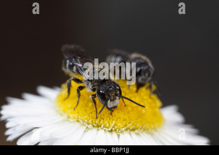 Heriades truncorum, una wild bee, seduti su fleabane. Quello sulla sinistra è un maschio. Foto Stock