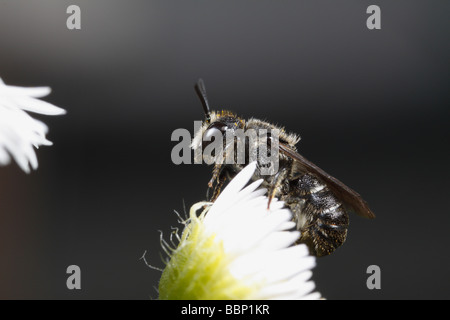 Heriades truncorum, una wild bee, seduti su fleabane Foto Stock