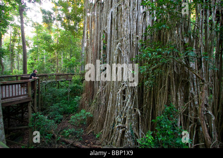 La Tenda Fig Tree nella periferia della cittadina di Yungaburra è uno di North Queensland s iconiche attrazioni turistiche Foto Stock