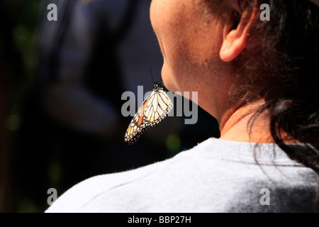 Turistici di farfalle monarca santuario con un insetto sul suo viso farfalla monarca nel Michoacan Messico appoggia mettere le uova qui Foto Stock