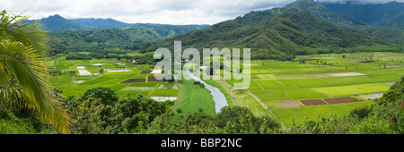 Taro piante che crescono in una valle al di fuori di Princeville come si vede dal Belvedere di Hanalei Kauai Hawaii USA Foto Stock