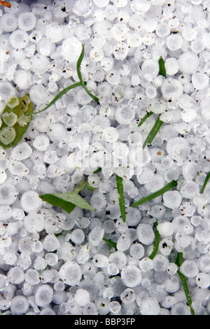 Chicchi di grandine e di erba verde sul terreno in campagna Foto Stock