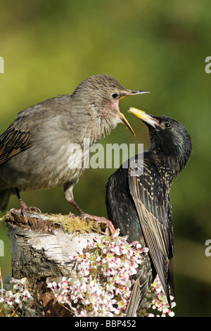 Starling Sturnus vulgaris capretti Elemosinare il cibo da un genitore arroccato su un muschio coperto log circondato da fiori bianchi Foto Stock