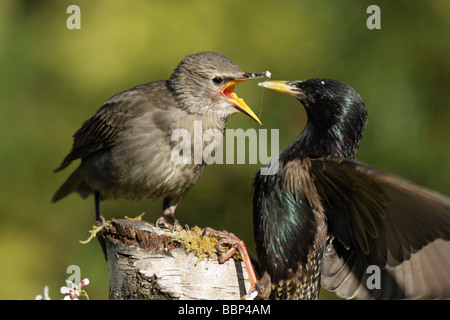 Starling Sturnus vulgaris capretti essendo alimentato da un adulto su un muschio coperto log Foto Stock