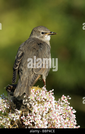 Starling Sturnus vulgaris capretti arroccato su un muschio coperto log circondato da fiori bianchi Foto Stock