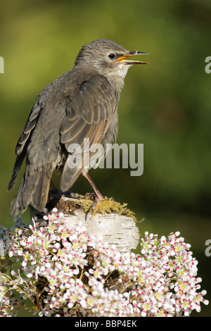 Starling Sturnus vulgaris capretti con il suo becco aperto arroccato su un muschio coperto log circondato da fiori bianchi Foto Stock