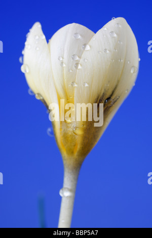 Crocus crisante "Crema bellezza degli azionisti Foto Stock