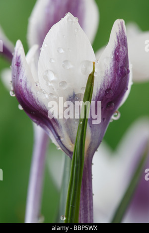 Crocus 'Ladykiller degli azionisti Foto Stock