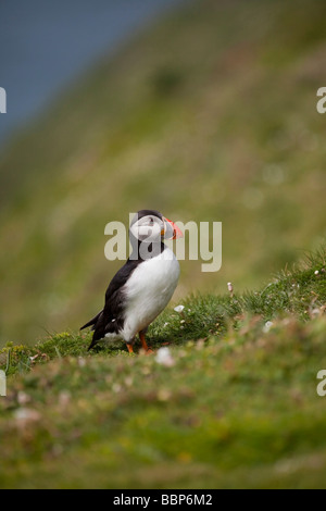 La vista laterale di un singolo Atlantic Puffin sull'erba al bordo di una scogliera Foto Stock