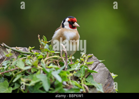 Cardellino Carduelis carduelis appollaiato su un registro di vecchia coperta di edera Foto Stock