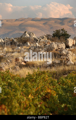 Vigneto sulla pianura BEKAA, Libano Foto Stock