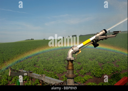 L'acqua spruzzata sulle patate irrigazione Foto Stock