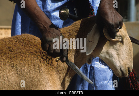 Una pecora attende di essere sacrificato all'inizio de la fete de tabaski (Eid al-Adha), Kidal, nel nord del Mali, Africa occidentale Foto Stock