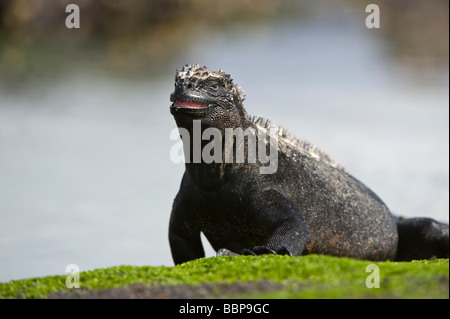 Iguana marina (Amblyrhynchus cristatus) alimentazione Punta Espinosa Fernandina Island Galapagos Ecuador Oceano Pacifico Sud America Foto Stock