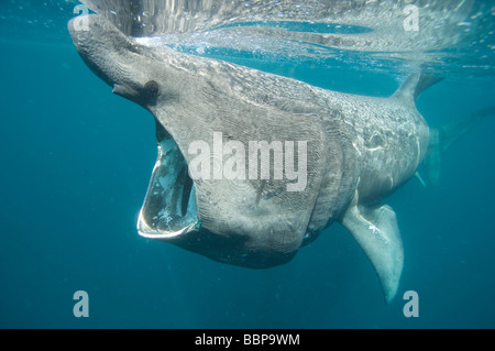 Lo squalo elefante alimentazione del litorale della Cornovaglia Cornwall Regno Unito Foto Stock