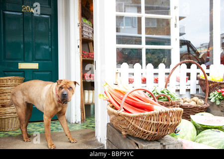 Cane fuori un fruttivendolo Foto Stock