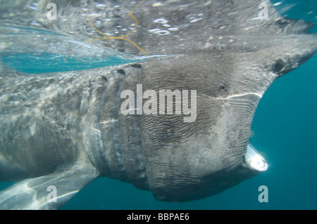 Lo squalo elefante alimentazione del litorale della Cornovaglia Cornwall Regno Unito Foto Stock