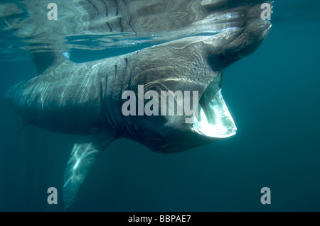 Lo squalo elefante alimentazione del litorale della Cornovaglia Cornwall Regno Unito Foto Stock