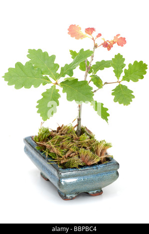 Piccole botti di Quercus alberello in un piccolo vaso blu Foto Stock
