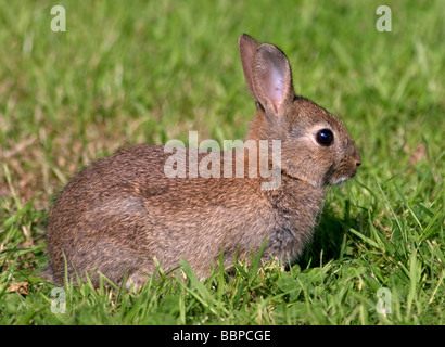I capretti Unione Coniglio selvatico (oryctolagus cuniculus), Regno Unito Foto Stock