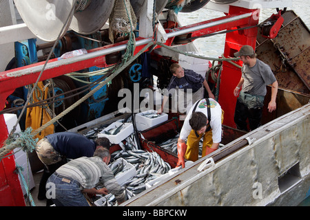 Arrivo di pesci (sgombro) nel porto di pesca di Trouville-sur-Mer, Calvados (14), in Normandia, Francia Foto Stock