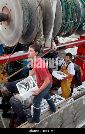 Arrivo di pesci (sgombro) nel porto di pesca di Trouville-sur-Mer, Calvados (14), in Normandia, Francia Foto Stock