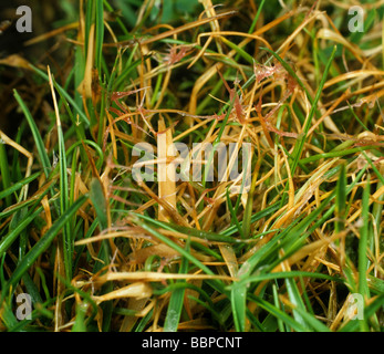 Turf patch di erba che mostra filo rosso Laetisaria fuciformis danneggiare il micelio Foto Stock