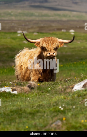 Highland mucca in Uist, Ebridi Esterne, Scozia Foto Stock