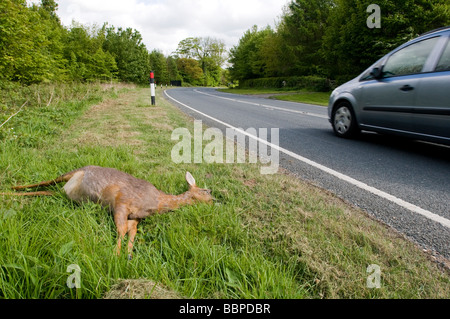 Morto un capriolo si trova sul lato di una trafficata strada statale Foto Stock