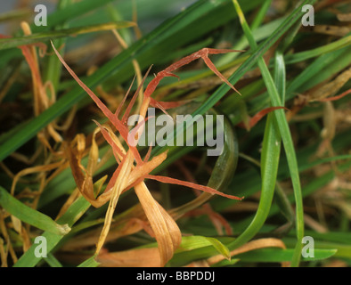 Filo rosso Laetisaria fuciformis rosso filamenti miceliali sui manti erbosi erba Poa spp Foto Stock