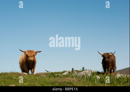 Highland vacche su Uist, Ebridi Esterne, Scozia Foto Stock