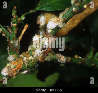 Cottony scala cuscino Icerya purchasi infestazione calamondin su piante di agrumi Foto Stock